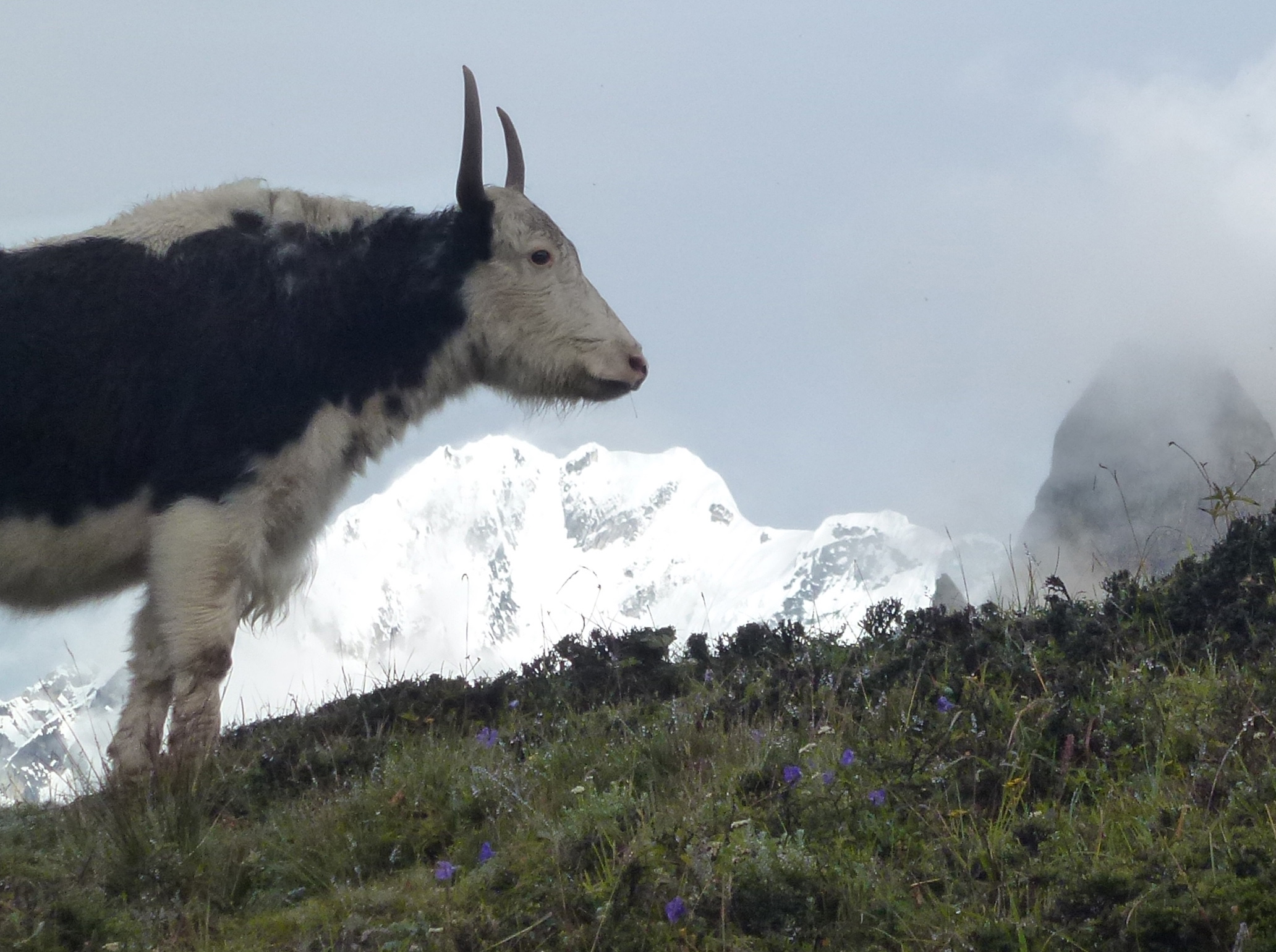 Tamang Heritage Trek